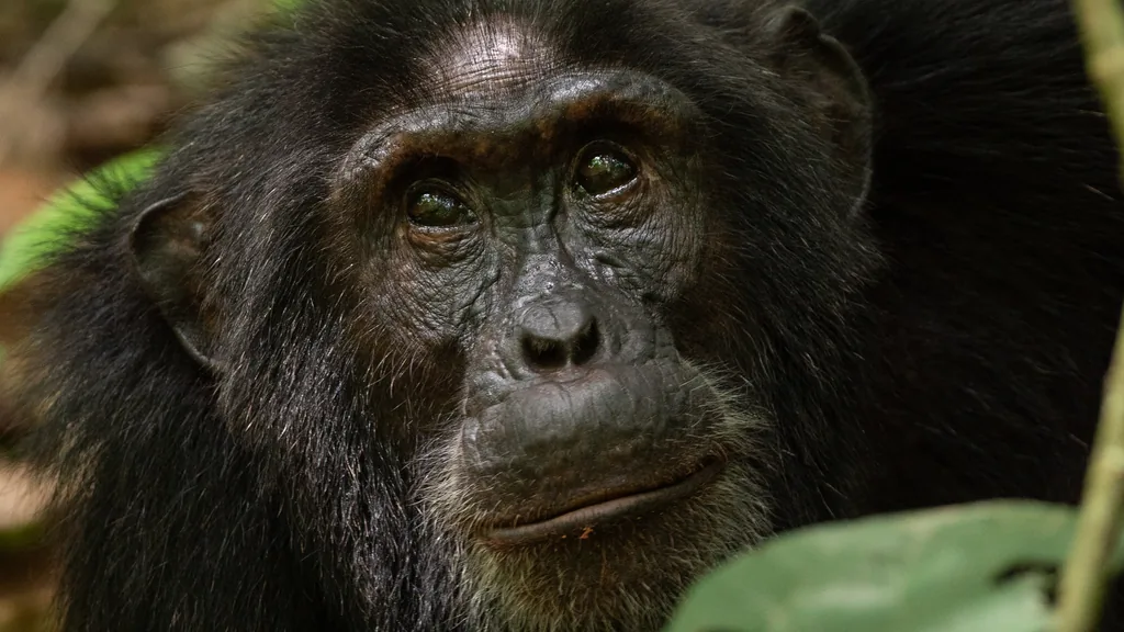 Chimpanzees in Kibale canopy