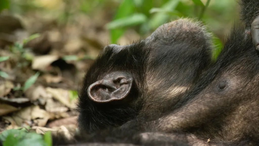 Chimpanzee tracking — Kibale Forest