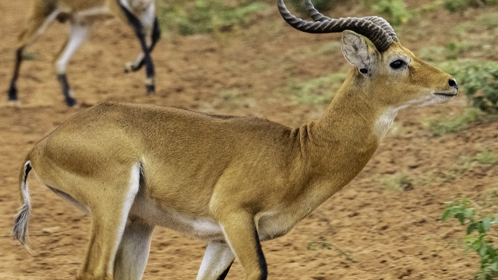 8-Day The Big-5 Uganda Tour