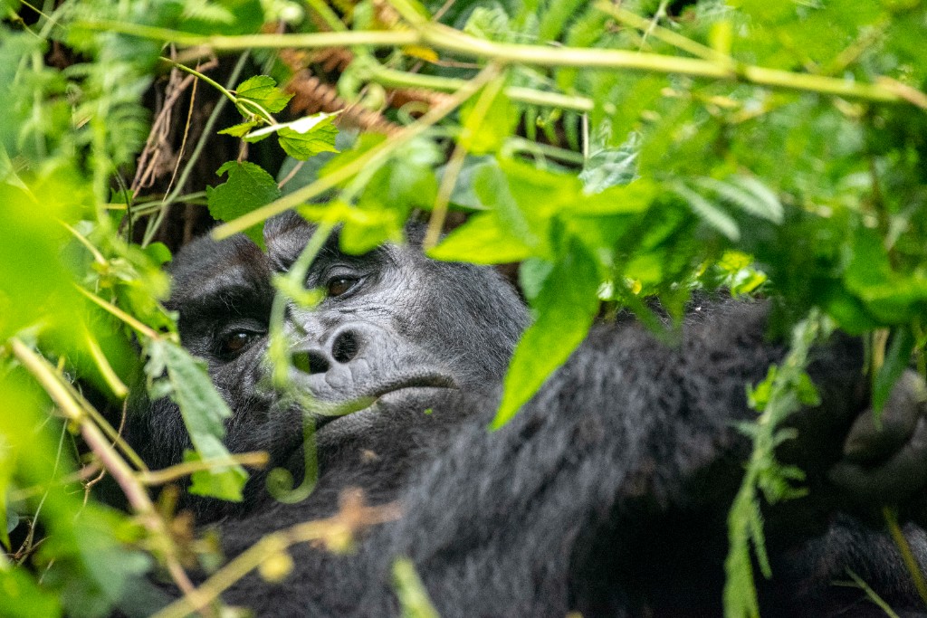 Mountain gorilla in Bwindi Impenetrable Forest
