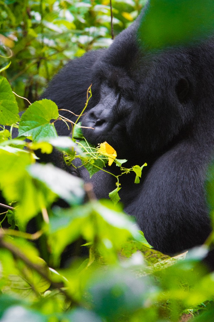 3-Day Gorilla Trekking and Batwa Experience