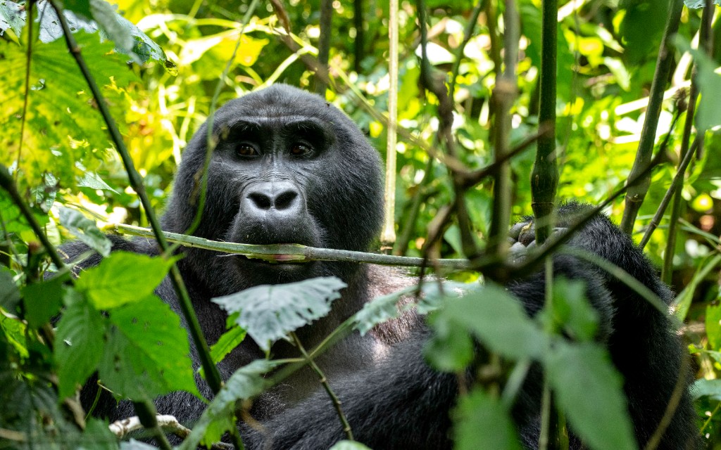 Mountain gorilla during a Uganda safari