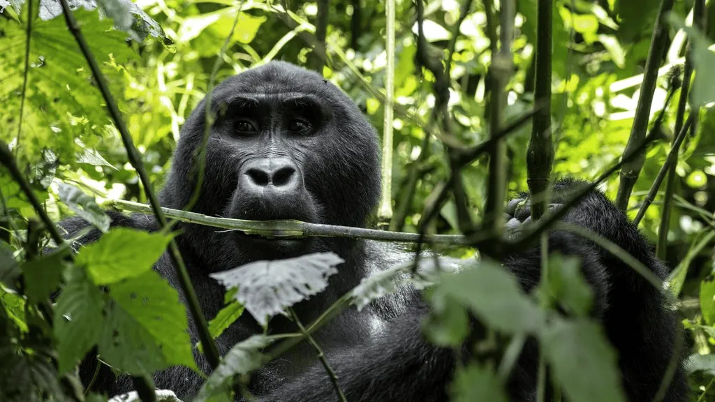 Mountain gorilla feeding among green stems in Bwindi Impenetrable Forest in Uganda