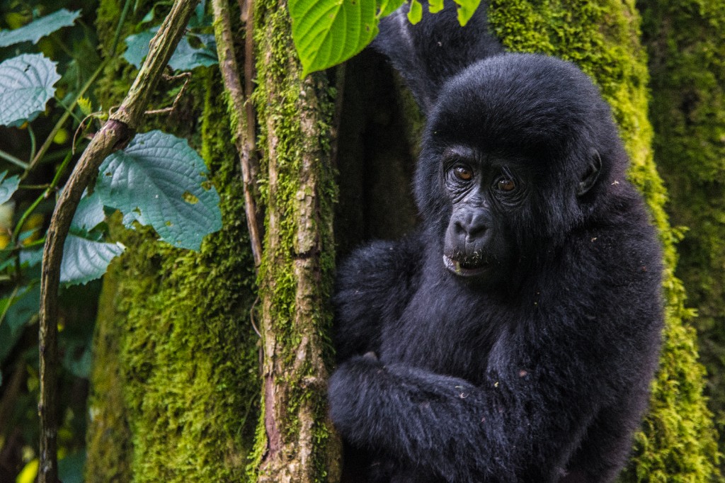 Young mountain gorilla in Bwindi Impenetrable Forest