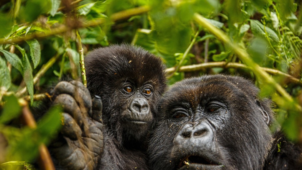 4-Day Gorillas and Chimpanzee Trekking Safari in Uganda