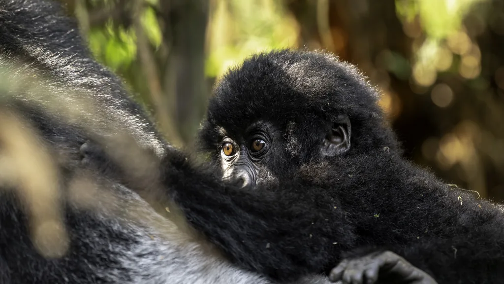 Juvenile mountain gorilla — children under 15 cannot join standard treks