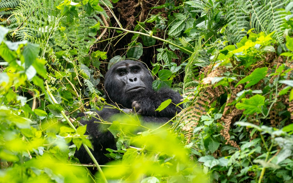 Kibale