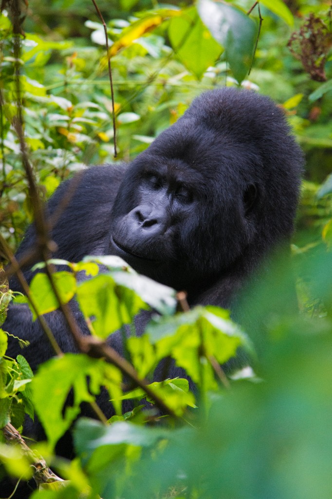 Bwindi