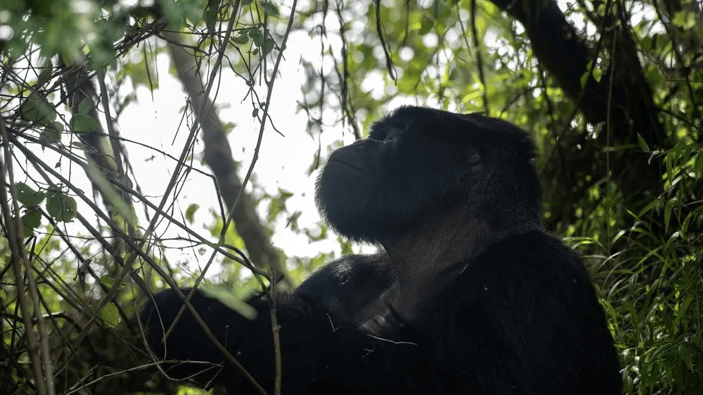 Silverback mountain gorilla sitting in the forest in Uganda