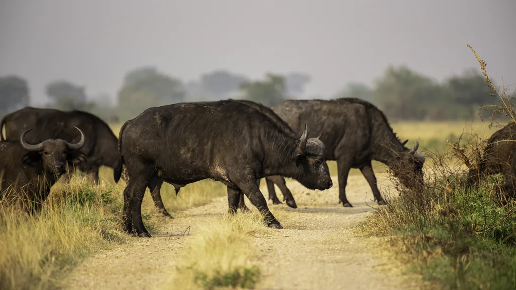 Kazinga Channel boat cruise — hippos & birds