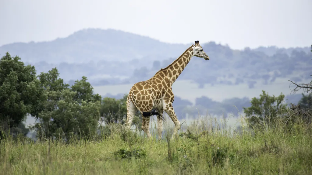 12-Day Best of Uganda Wildlife with Primates Safari — safari highlight