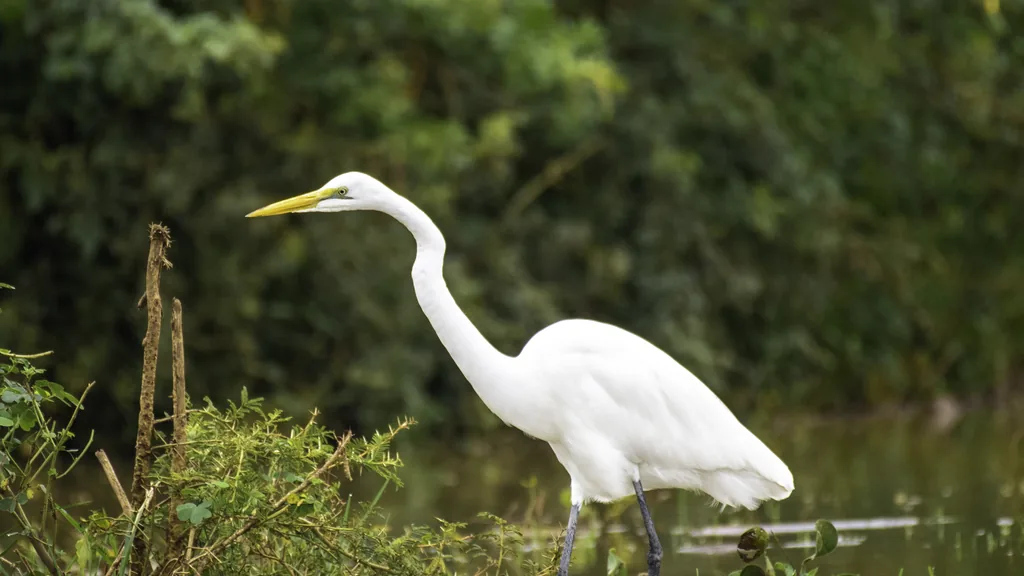 Murchison Falls on the Nile