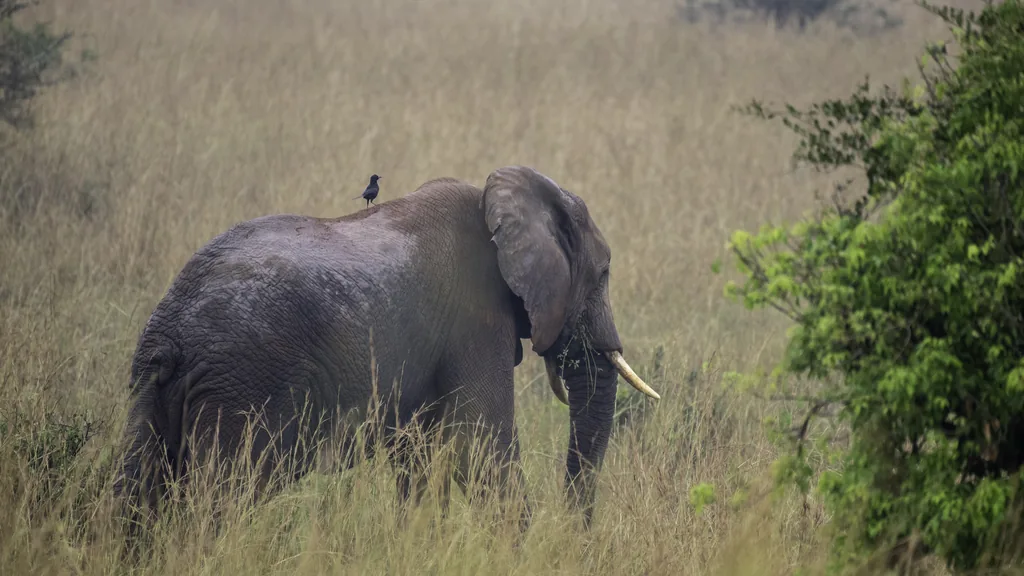 Family-friendly game drive Queen Elizabeth — children welcome on savanna days