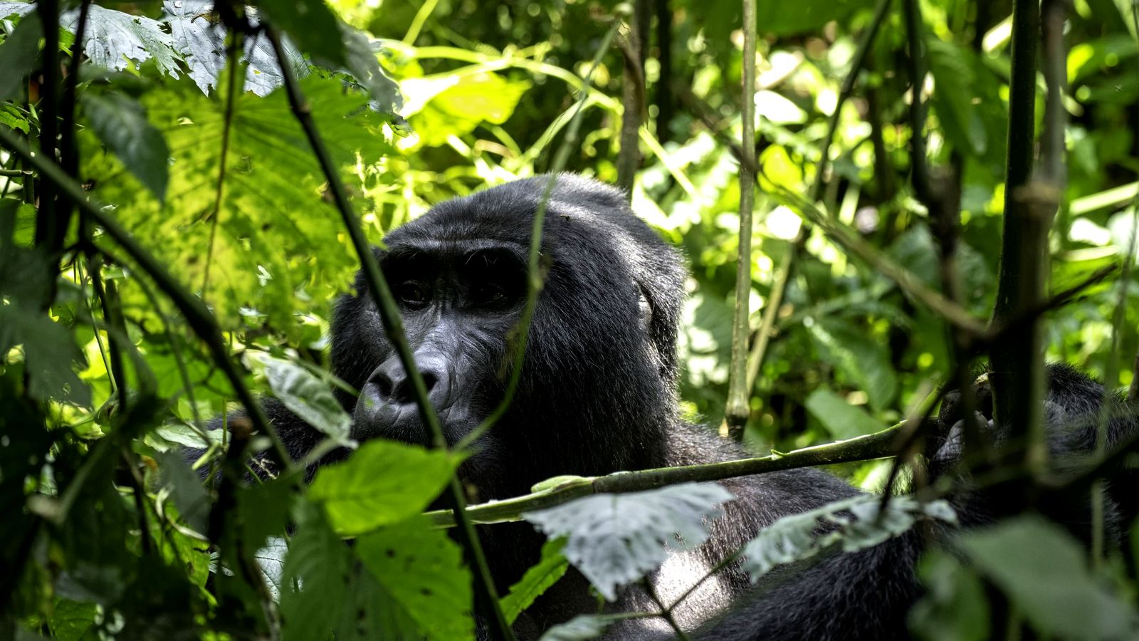 Silverback mountain gorilla feeding in lush green Bwindi forest — Mwanzo Tours Uganda