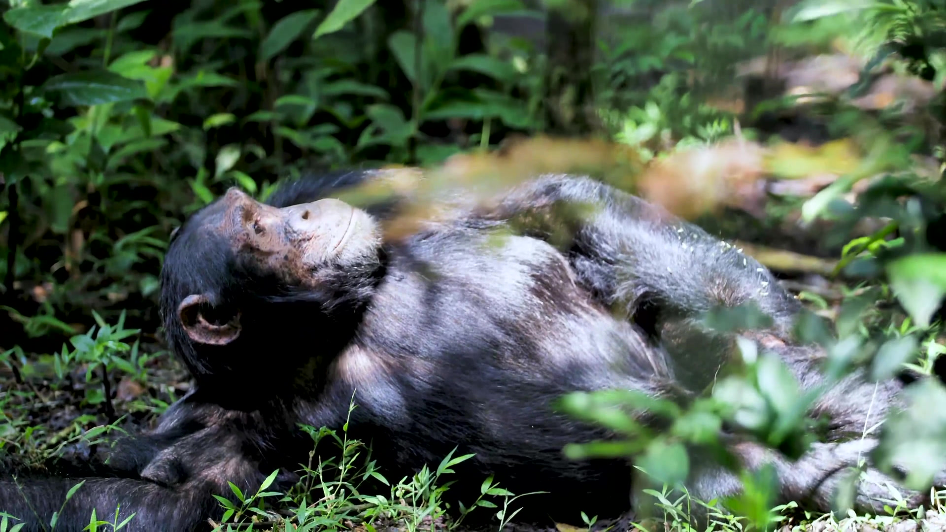 Mountain gorilla in Bwindi — Mwanzo Tours Uganda safari