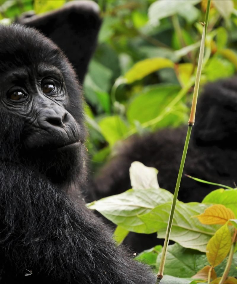 Fly-in to the Gorillas and Lake Mutanda