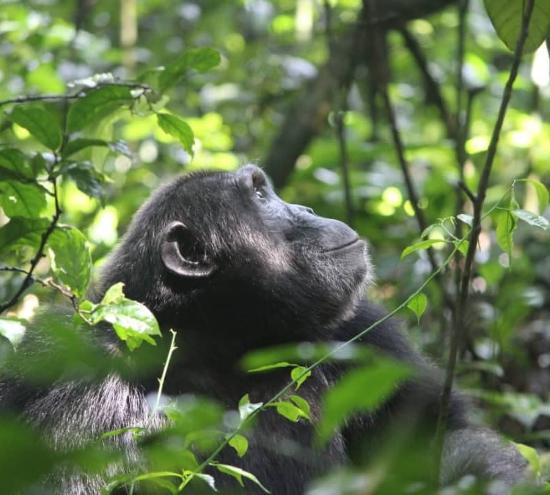 Gorilla Trekking Safari Uganda