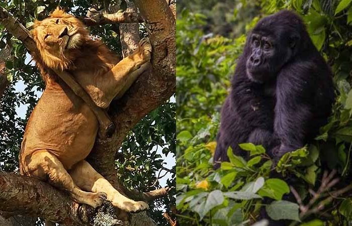 5 Days Gorilla Trek & Wildlife Tour