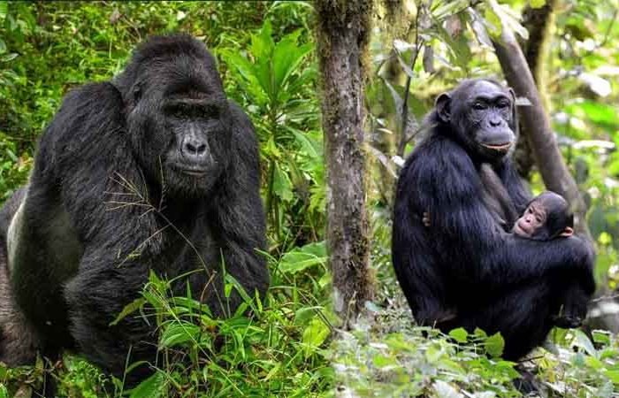 7 Days Gorillas, Chimpanzees & Wildlife