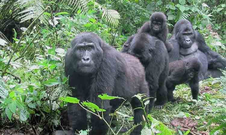 3 day gorilla safari