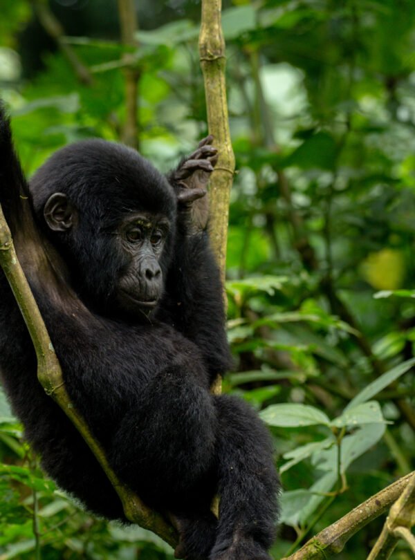 Uganda gorilla trekking safari in Bwindi Forest