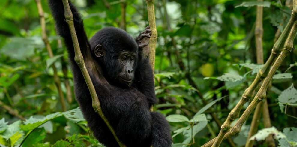 Uganda gorilla trekking safari in Bwindi Forest