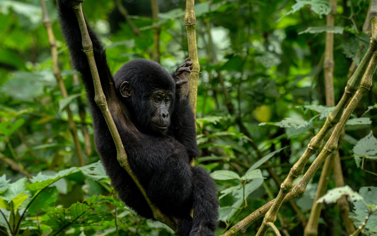 Uganda gorilla trekking safari in Bwindi Forest