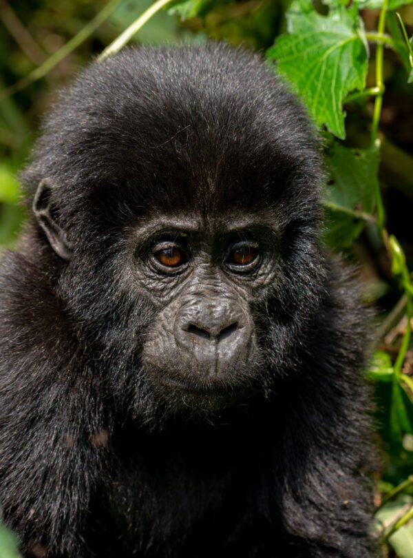 Mountain gorilla in Bwindi Impenetrable Forest during a Uganda safari tour