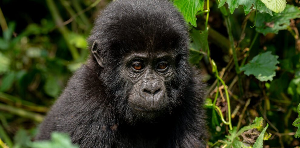 Mountain gorilla in Bwindi Impenetrable Forest during a Uganda safari tour