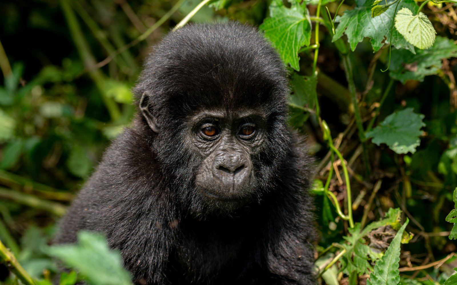 Mountain gorilla in Bwindi Impenetrable Forest during a Uganda safari tour